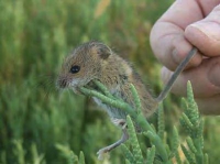 Metode de combatere a şoarecilor de câmp