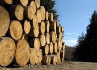 Noi măsuri de control în domeniul comercializării lemnului