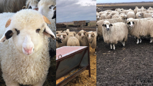 Ciobanii se plâng de lipsa unei piețe sigure