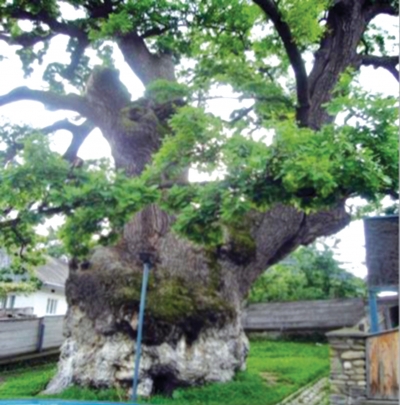 Stejarul pedunculat secular din Cajvana candidează la titlul „Arborele european al anului“