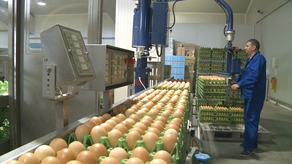 Importurile de ouă din Polonia. Prețuri de dumping și posibil atentat la securitatea alimentară