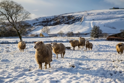 Cum protejăm animalele în perioadele cu temperaturi foarte scăzute, vânt puternic şi căderi masive de zăpadă
