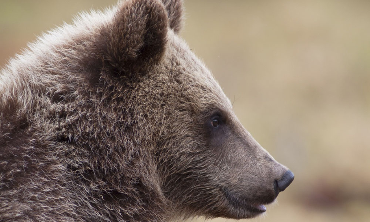 Ursul brun, discordie între autorități și activiștii de mediu