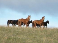 Romsilva vrea o strategie clară în sectorul creşterii cailor de rasă