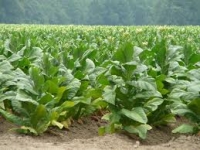 Suprafața cultivată cu tutun a scăzut de peste 30 de ori, în ultimii 23 de ani; doar 1.100 hectare în 2013