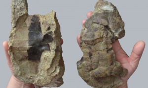 O nouă specie de țestoasă fosilă, descoperită în Țara Hațegului
