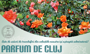 „Parfum de Cluj“ - iubitorii de trandafiri au admirat 300 de soiuri
