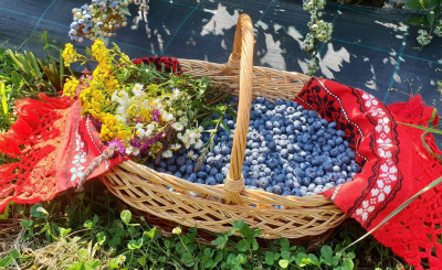 Pentru un tânăr din Remeți pe Someș, județul Maramureș, producția de afine este la mâna firmelor de distribuție
