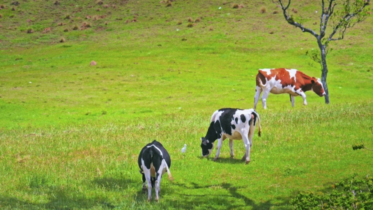 APIA oferă sprijin financiar în valoare de 102,32 milioane lei pentru susținerea activității crescătorilor din sectorul bovin