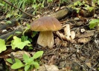 Ciupercile au salvat cămările gospodinelor din Bucovina