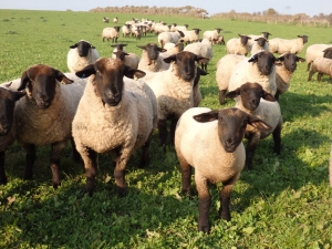 Suffolk, rasa de oi cu cea mai rapidă creștere