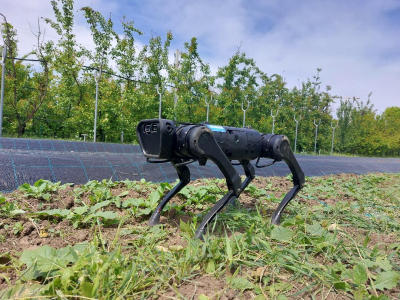 Nero, câinele-robot care inspectează culturile agricole