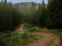 România a pierdut peste 2 mil. ha de pădure