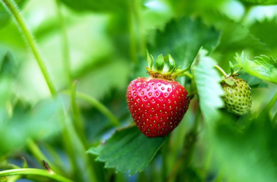 De ce este important cositul în plantațiile de căpșune