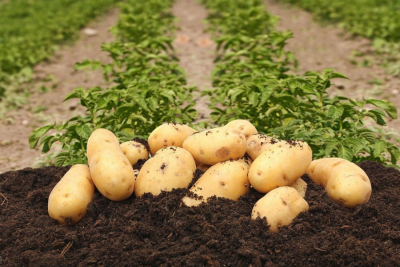 Clubul Fermierilor Români și Federația Națională ”Cartoful” din România solicită sprijin cuplat la măsura cartofului timpuriu pentru industrializare și  la cartoful pentru sămânță