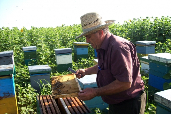 Măsuri ale apicultorilor pentru eventuala depopulare a stupinelor