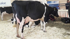 Două vaci de excepție, conceptul Super Dairy Power prezentat la IndAgra de Ionuț Lupu – Holstein.ro