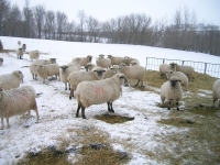 Îngrijirea oilor iarna
