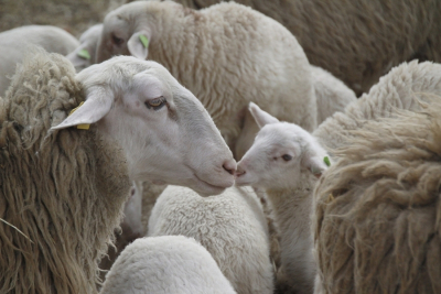 Primul pas pentru comerțul cu ovine în Algeria finalizat  - România poate începe exportul de ovine și carne de ovine