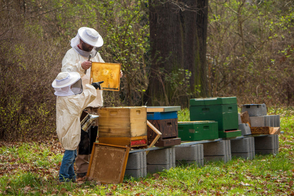 Medicamentele pentru albine, o problemă nerezolvată