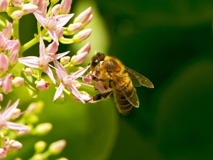 Hrană bio pentru albine