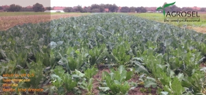 AGROSEL recomandă: conopida, cea mai consumată legumă din sezonul rece