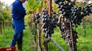 Informaţii privind sectorul vitivinicol din judeţul Vaslui