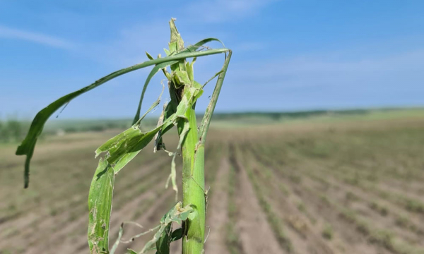 Botoșani - 50% din culturile agricole au fost afectate de grindină