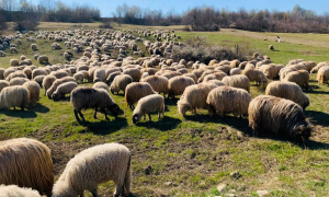 Investiție de 250.000 de euro într-o fermă de 1.800 de oi!