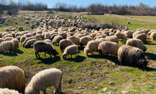 Investiție de 250.000 de euro într-o fermă de 1.800 de oi!
