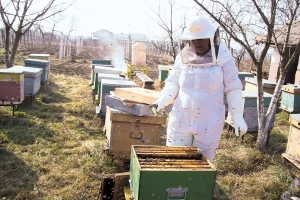 Revizia sumară de primăvară a familiilor de albine
