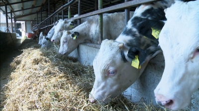 16 vaci de carne și un cadou surpriză au devenit o afacere de perspectivă