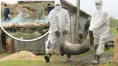 ALERTĂ! A fost confirmat un focar de pestă porcină africană la porcii dintr-o gospodărie din județul Satu-Mare