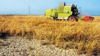Agricultura, mai rentabilă pe timp de secetă