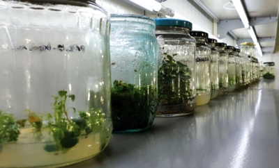 Tehnologia viitorului: Înmulțirea in vitro a plantelor la Bistrița