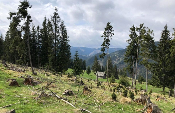 Situații confuze privind pădurile României
