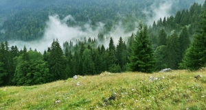 Victorie după 16 ani. Regia Națională a Pădurilor - Romsilva a câștigat procesul cu Fondul Bisericesc Ortodox Român al Bucovinei