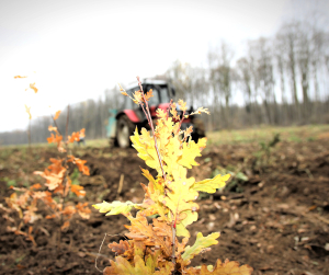 RNP - Romsilva a plantat anul trecut peste 25 de milioane de puieți forestieri în fondul forestier de stat