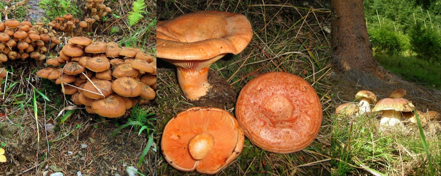Ghebele, râșcovii și hribii, ciupercile pe care trebuie să le culegi din pădure