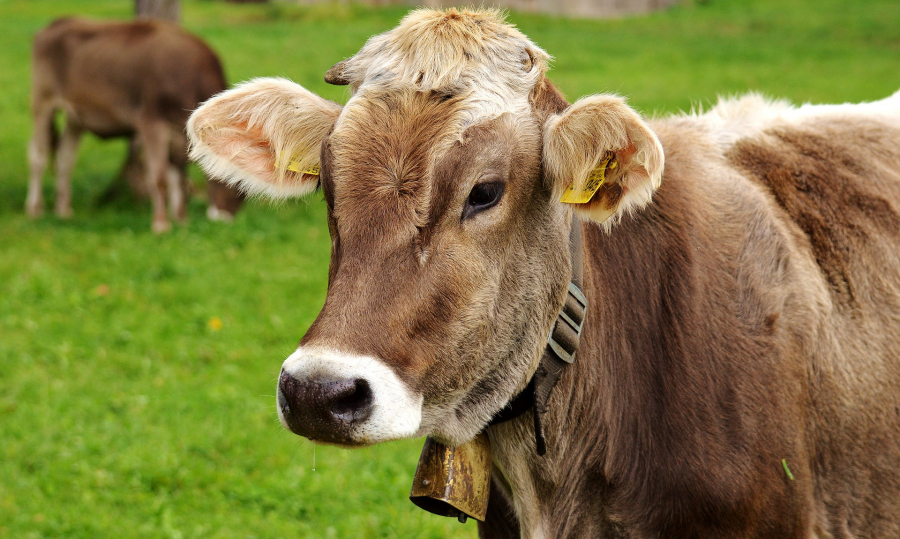 Vești bune pentru crescătorii de bovine - Comisia Europeană a aprobat schema de ajutor în valoare de 7,4 milioane de euro