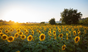 Fermierii campioni la floarea-soarelui din vestul țării