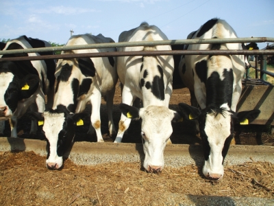 IBNA Balotești oferă pentru vânzare bovine din rasele Bălțată cu Negru Românească de tip Holstein și Montbeliarde.