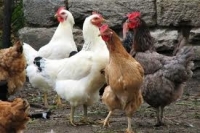România a încasat peste 176 milioane de euro din exporturile de animale şi păsări vii, în zece luni