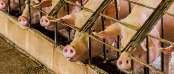 Actualizarea situației privind evoluția Pestei Porcine Africane la data de 3 aprilie 2019