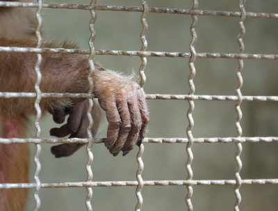 Comerțul illegal cu animale sălbatice, o crimă „măsluită“ cu miliarde de dolari (II)