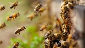 Intenții ale ministrului Agriculturii pentru apicultura românească