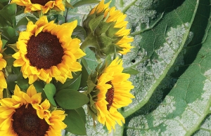 Un nou tip de mană amenință culturile de floarea-soarelui