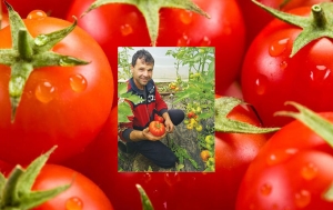 Au ajuns pe piață primele tomate produse în solariile din Prahova