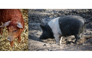 Subvenții de la stat pentru crescătorii de porci din rasele Bazna și Mangalița