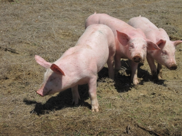 Actualizarea situației privind evoluția Pestei Porcine Africane la data de 24 septembrie 2019
